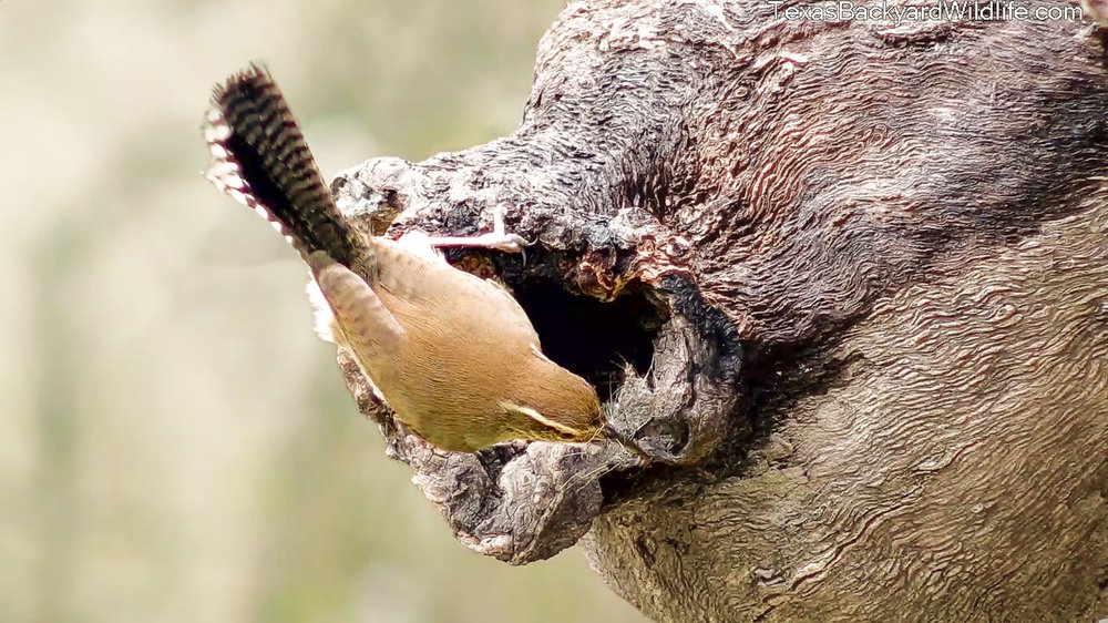 A small brown bird sits on a tree