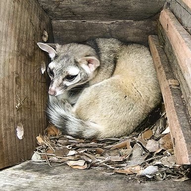 A ringtail cat curls up instead a wooden box