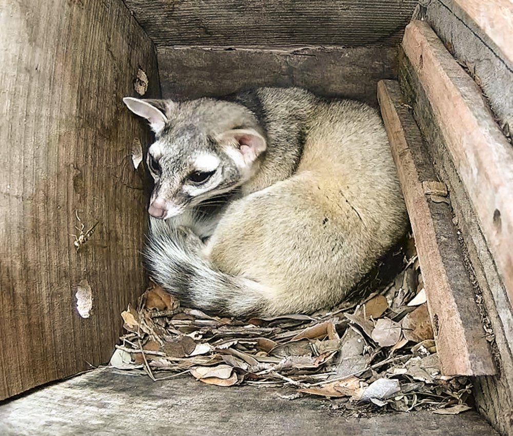 A ringtail cat curls up instead a wooden box