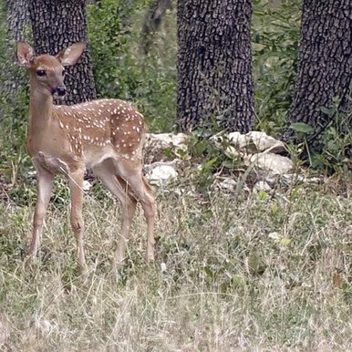 0525_F-BackyardCritters_a-fawn-sliding-into-3rd-base-9YNS_w7bkQM-1024x576_TBW_TexasBackyardWildllife