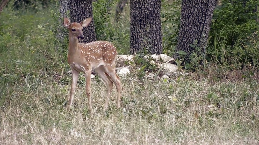 0525_F-BackyardCritters_a-fawn-sliding-into-3rd-base-9YNS_w7bkQM-1024x576_TBW_TexasBackyardWildllife