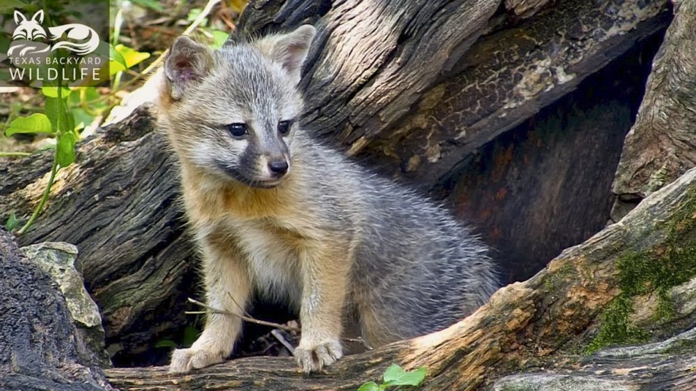 0525_F-BackyardCritters_a9FLmP7o7C0-1024x576_TBW_TexasBackyardWildllife