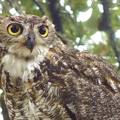 A great horned owl with yellow eyes sits in a tree