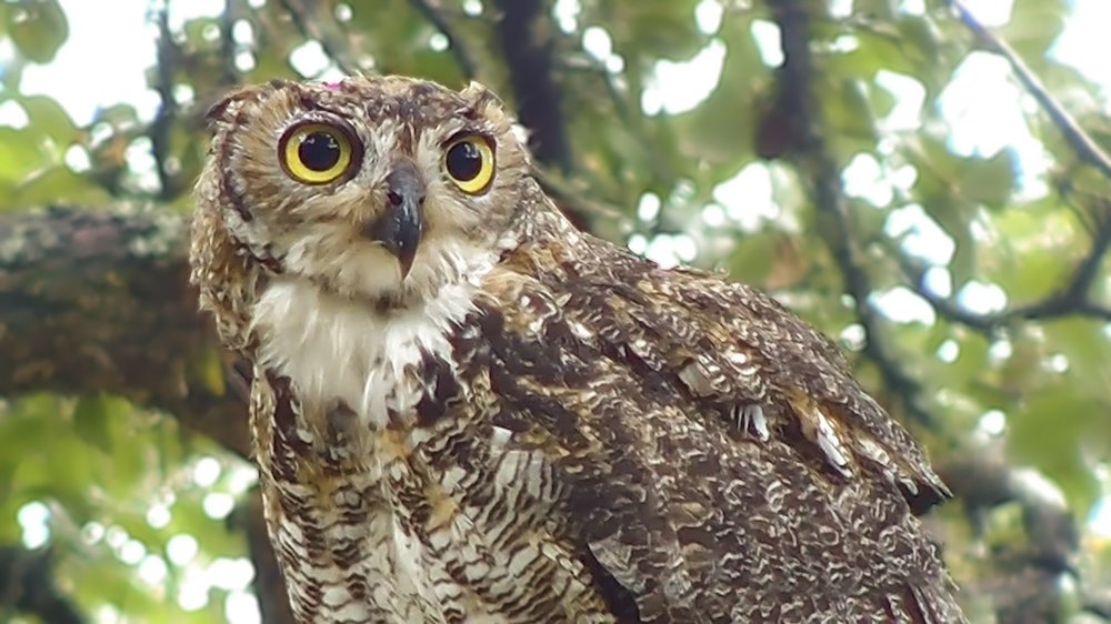 A great horned owl with yellow eyes sits in a tree