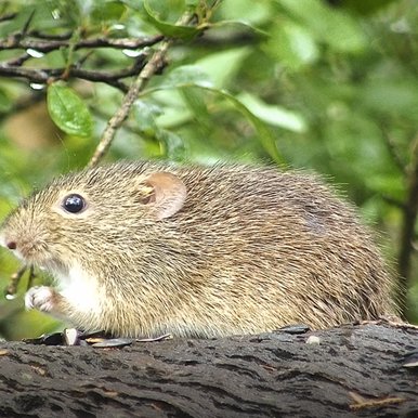 A little mouse sits on a tree branch