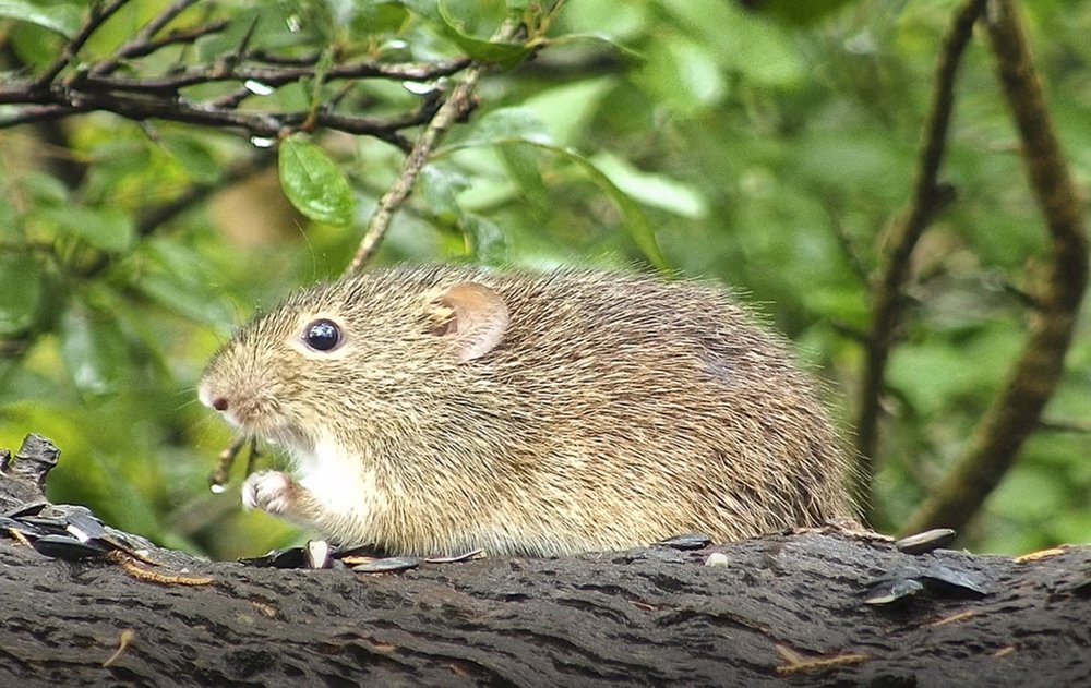 A little mouse sits on a tree branch
