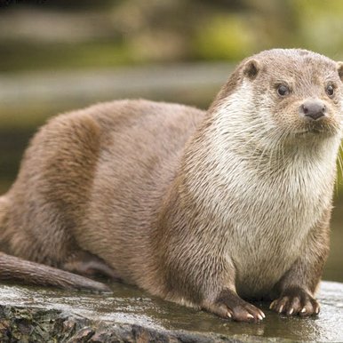 An otter sits on a rock