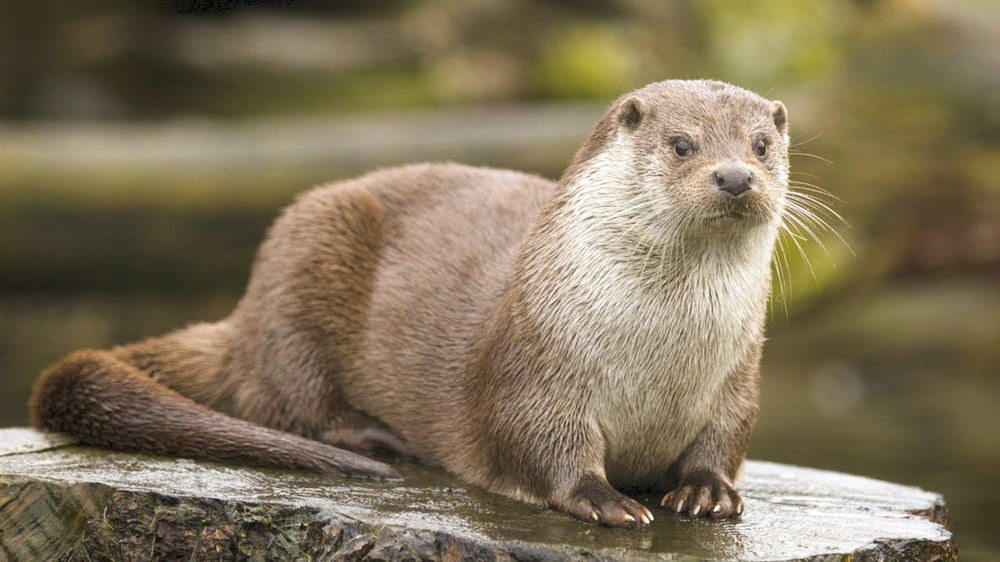 An otter sits on a rock