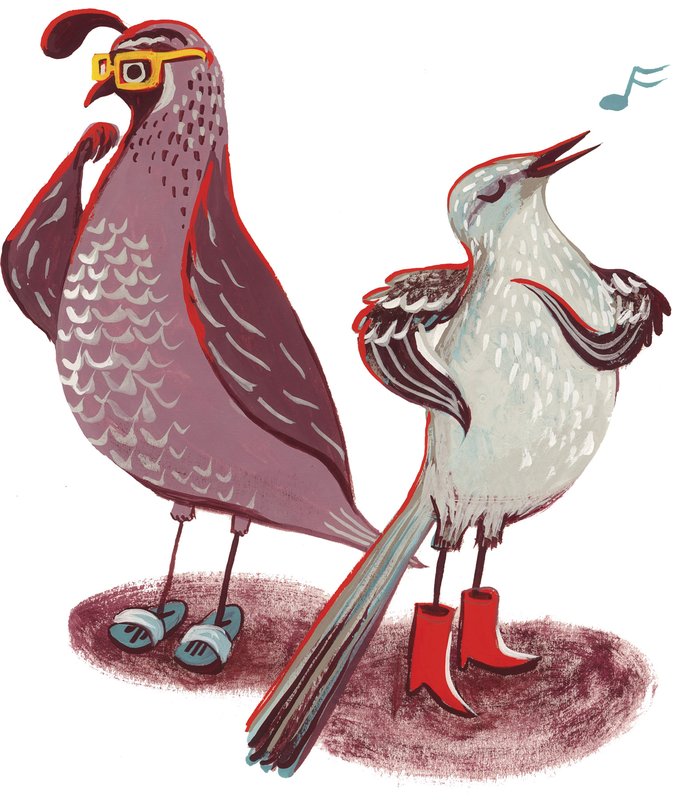 An illustration of a gambles quail wearing yellow glasses and blue sandals next to a northern mockingbird singing while wearing red cowboy boots