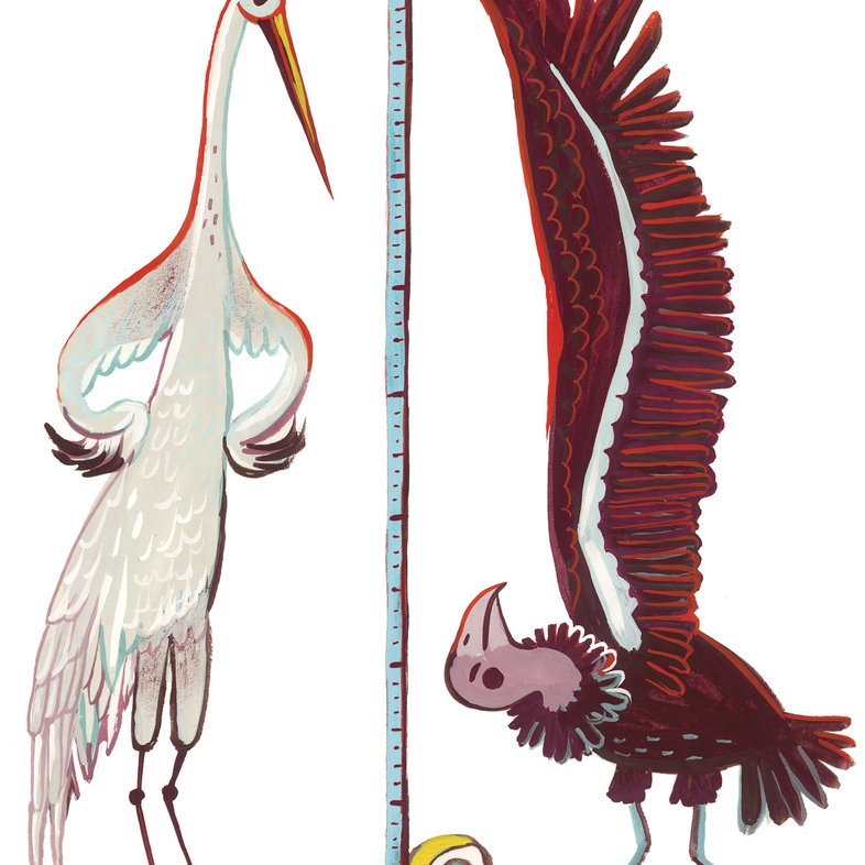 An illustration of a whooping crane and a california condor standing next to each other with a tape measurer meausring the height of the crane.