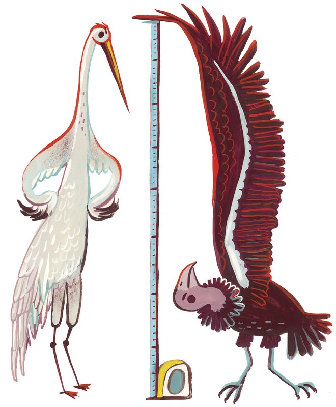 An illustration of a whooping crane and a california condor standing next to each other with a tape measurer meausring the height of the crane.