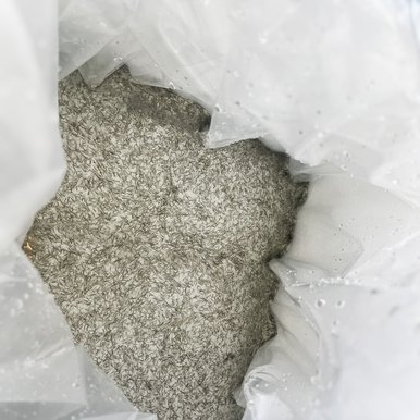A plastic bag filled with hundreds of baby walleye fish