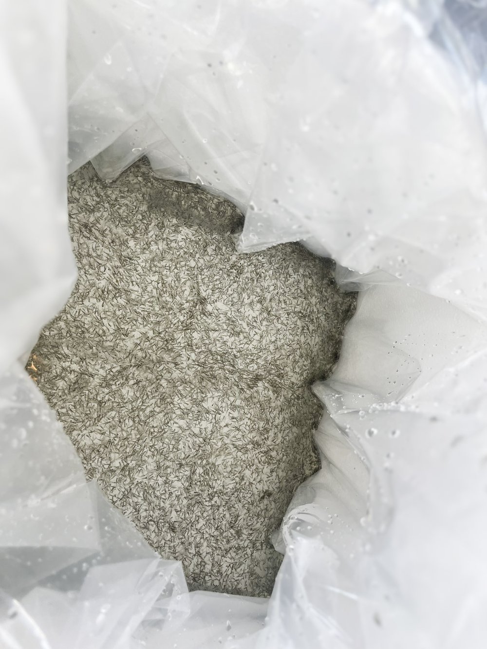 A plastic bag filled with hundreds of baby walleye fish