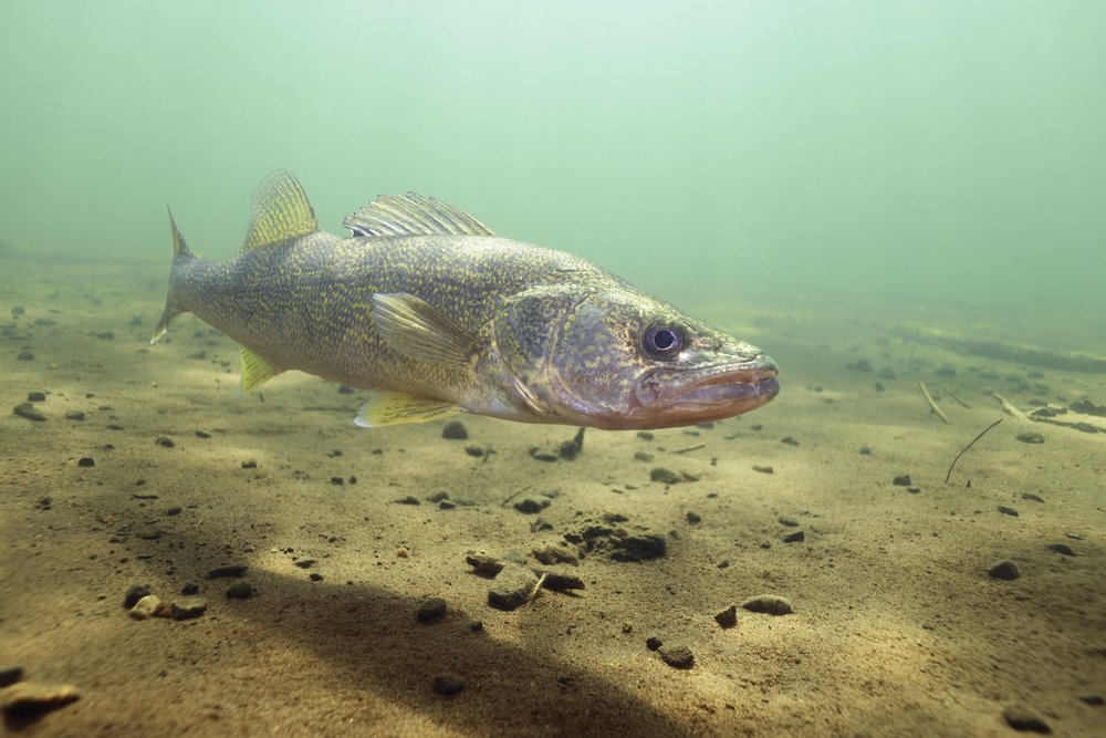 A walleye fish swims on the bottom of the lake