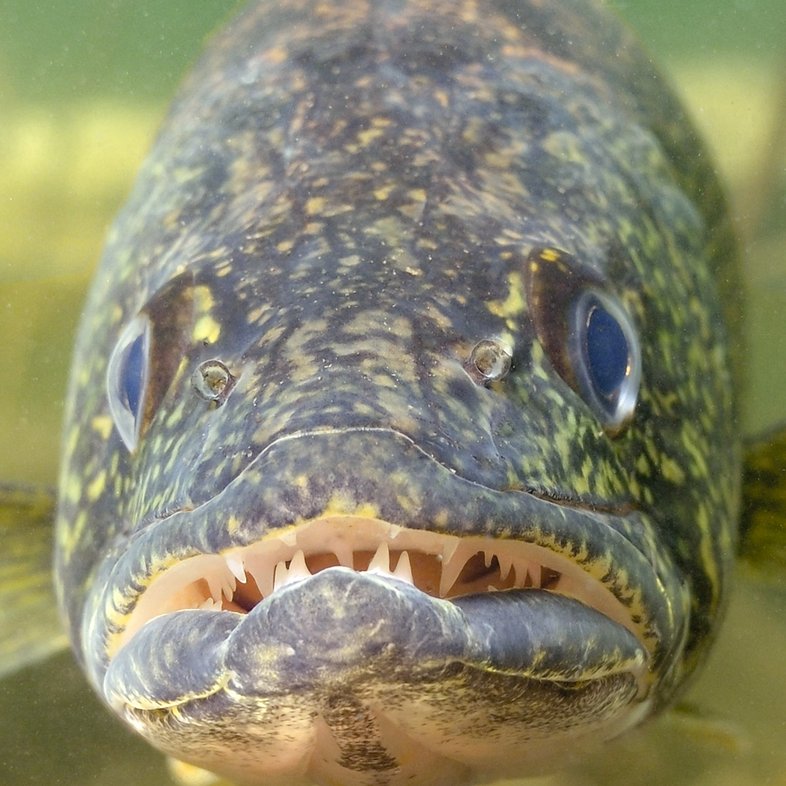 A straight-on view of walleye fish with teeth