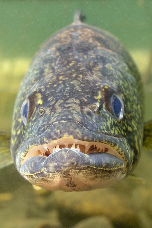 A straight-on view of walleye fish with teeth