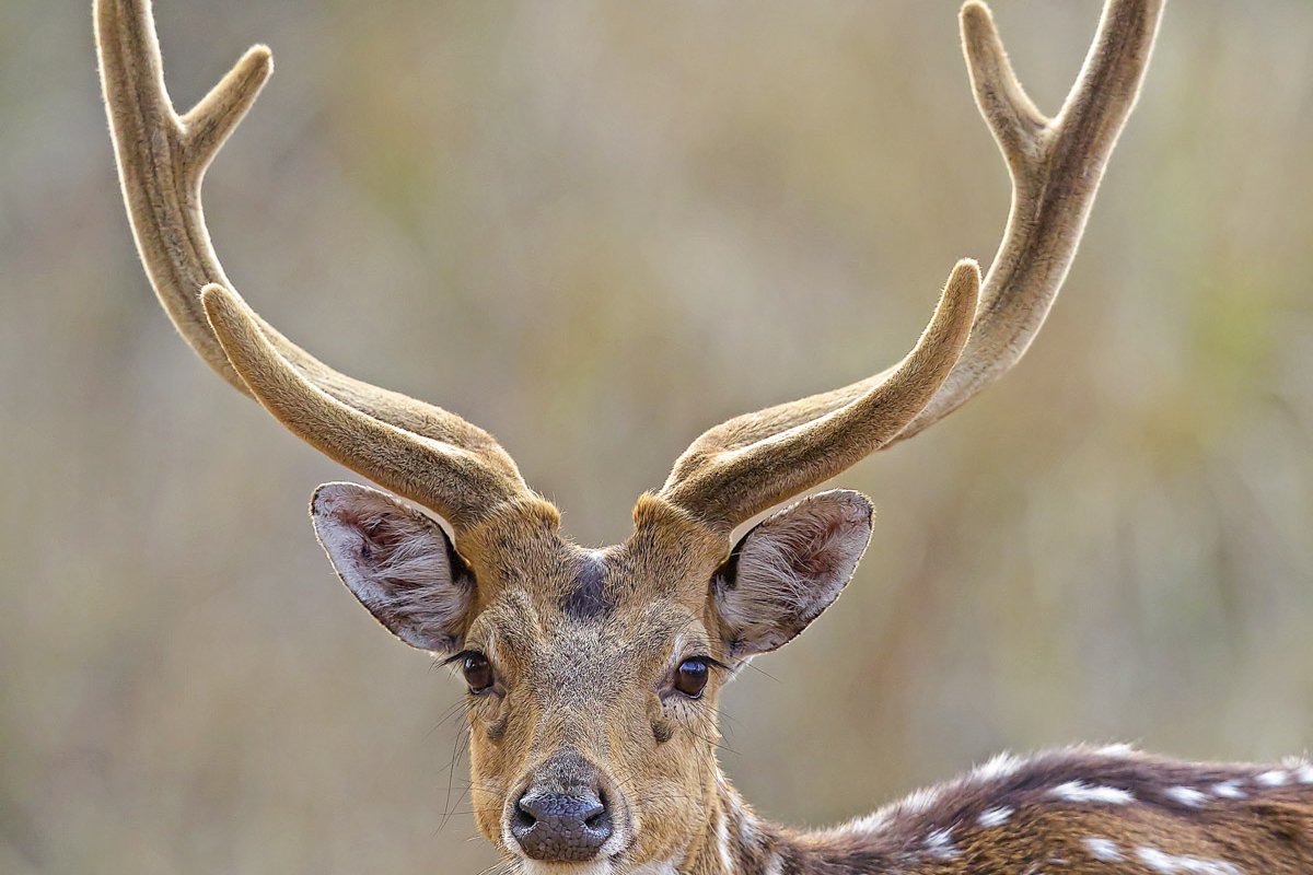 An axis deer with velvet antlers stands in a field