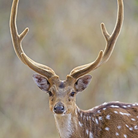 An axis deer with velvet antlers stands in a field