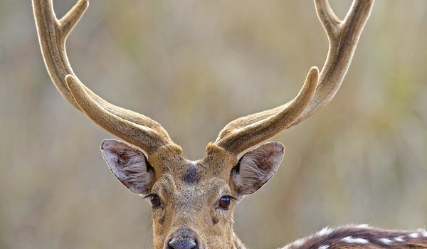 An axis deer with velvet antlers stands in a field