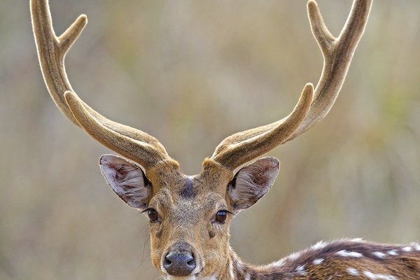 An axis deer with velvet antlers stands in a field