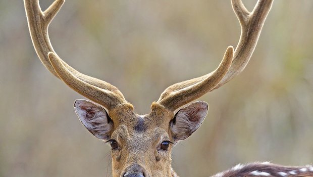 An axis deer with velvet antlers stands in a field
