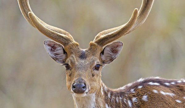 An axis deer with velvet antlers stands in a field