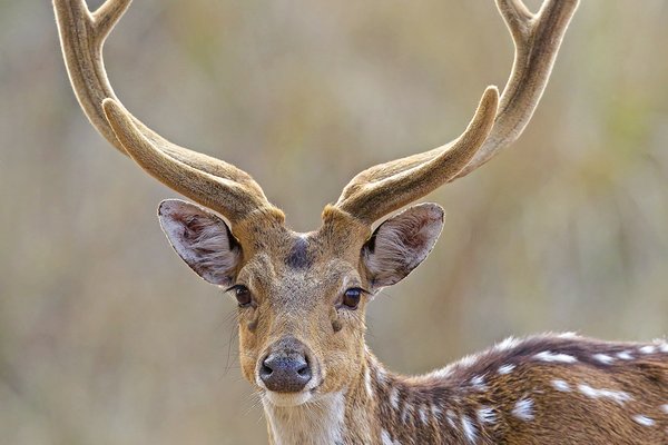 An axis deer with velvet antlers stands in a field