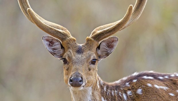 An axis deer with velvet antlers stands in a field