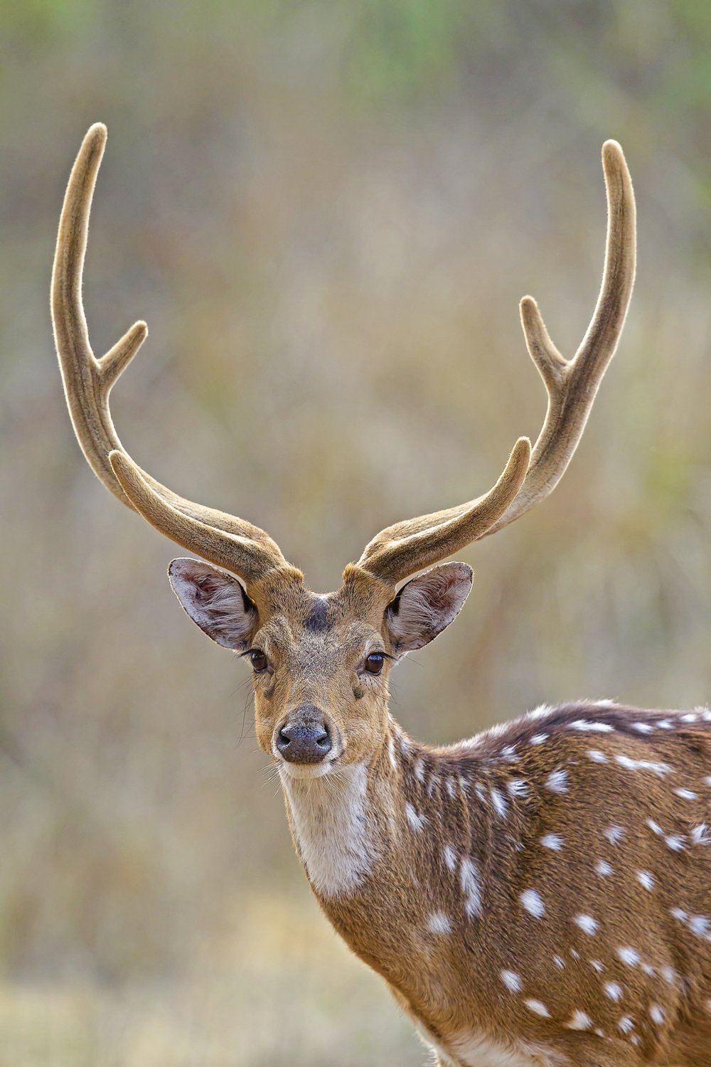 An axis deer with velvet antlers stands in a field