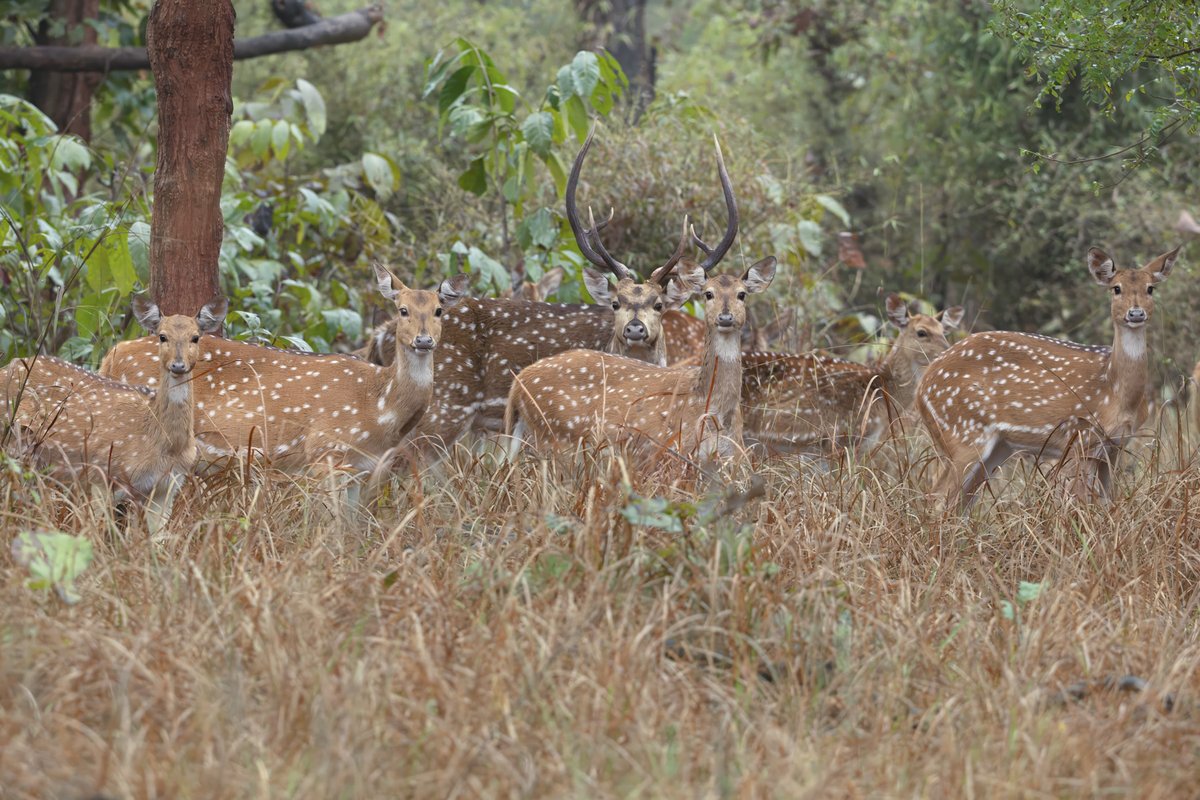 A group of axis deer with white spots stand in a field