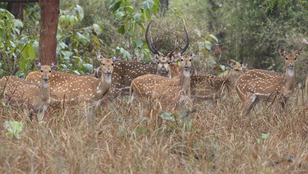 A group of axis deer with white spots stand in a field