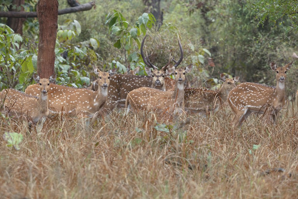 A group of axis deer with white spots stand in a field