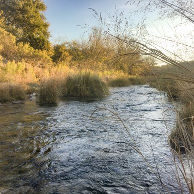 Water running through tall grass