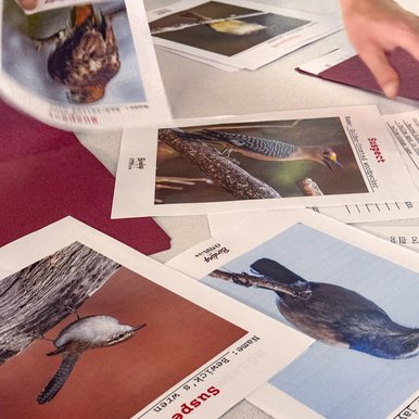 Photos of birds are spread out on a table