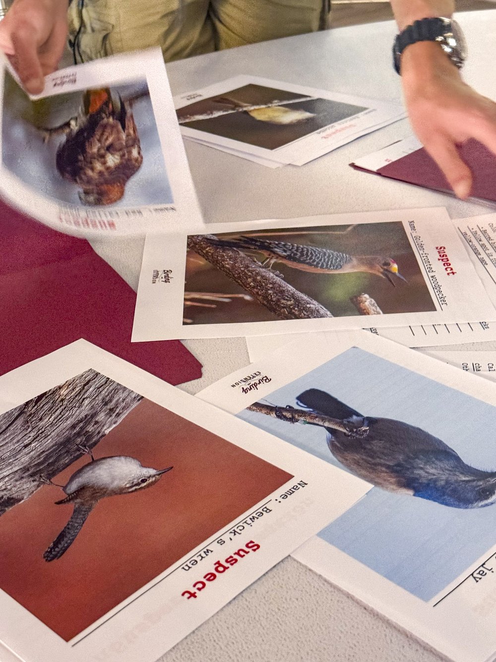 Photos of birds are spread out on a table