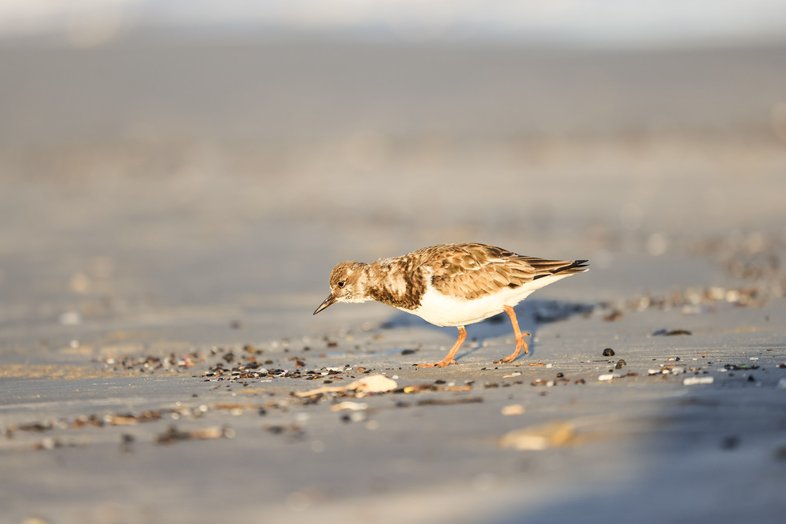A short brown and white bird walks across the sand at the beach