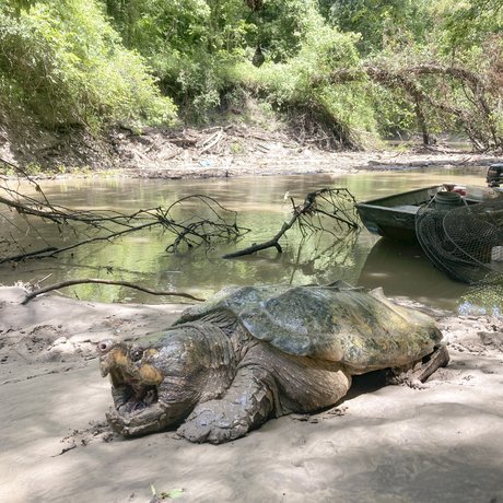A snapping turtle sits with its mouth open on the muddy banks of a river