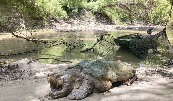 A snapping turtle sits with its mouth open on the muddy banks of a river