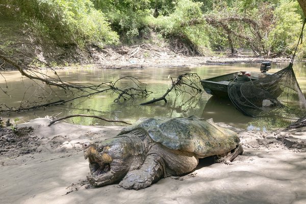 A snapping turtle sits with its mouth open on the muddy banks of a river