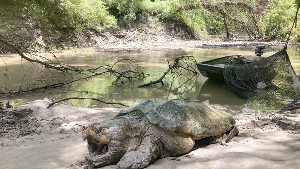 A snapping turtle sits with its mouth open on the muddy banks of a river