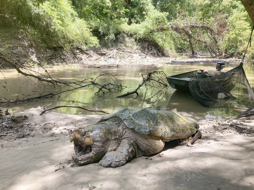 A snapping turtle sits with its mouth open on the muddy banks of a river