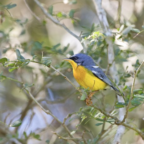 A greyish blue and yellow bird sits on a branch