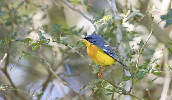 A greyish blue and yellow bird sits on a branch
