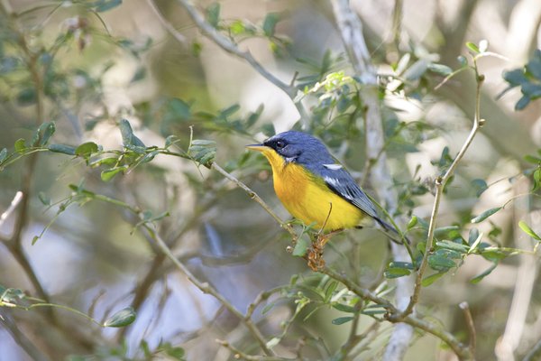 A greyish blue and yellow bird sits on a branch