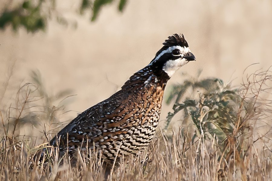 Bobwhite Quail standing in grass.