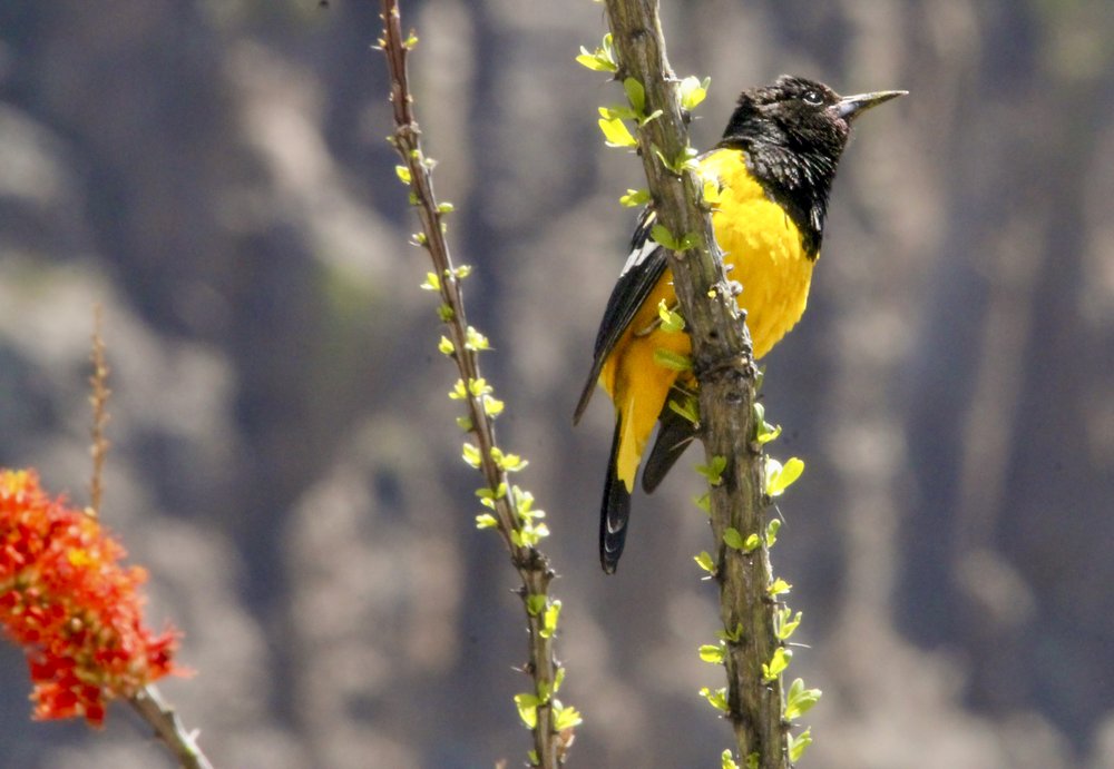 Scotts Oriole resting on a branch
