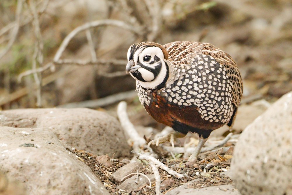 Montezuma Quail resting on rocky ground.