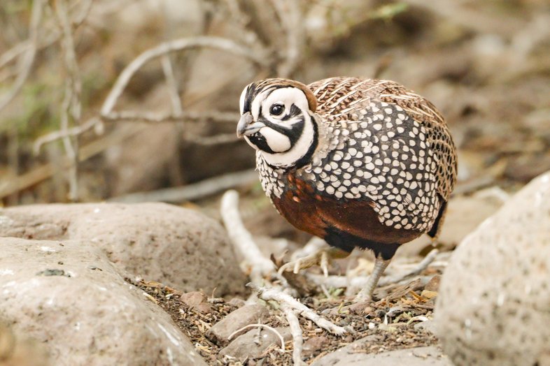 Montezuma Quail resting on rocky ground.