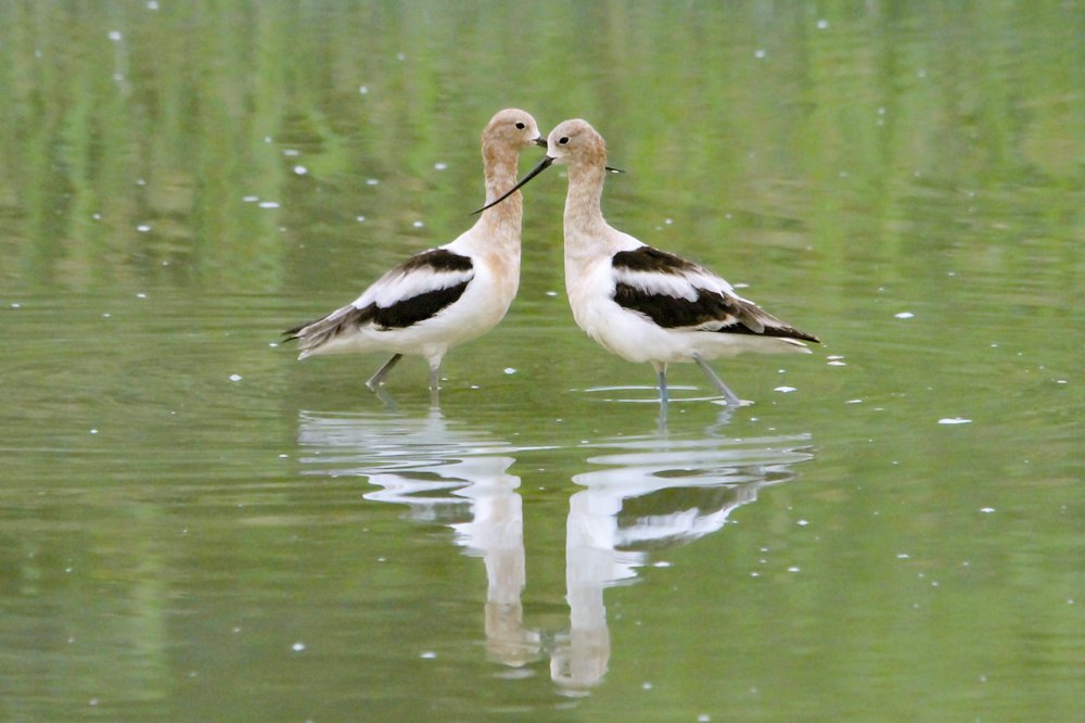 Two plovers in the water standing head to head.