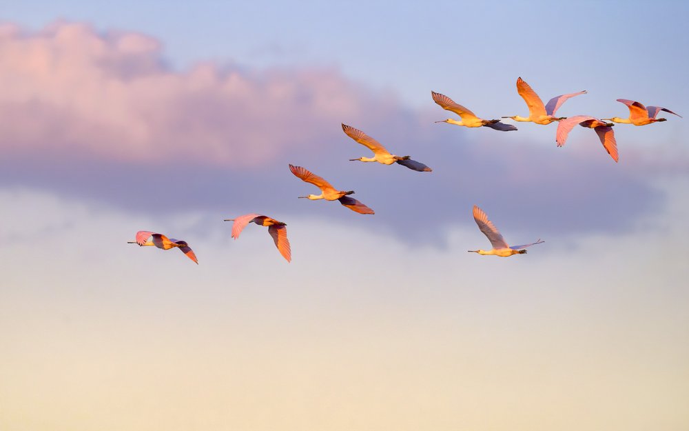 Roseatte Spoonbills flying with a cloud in the sky.
